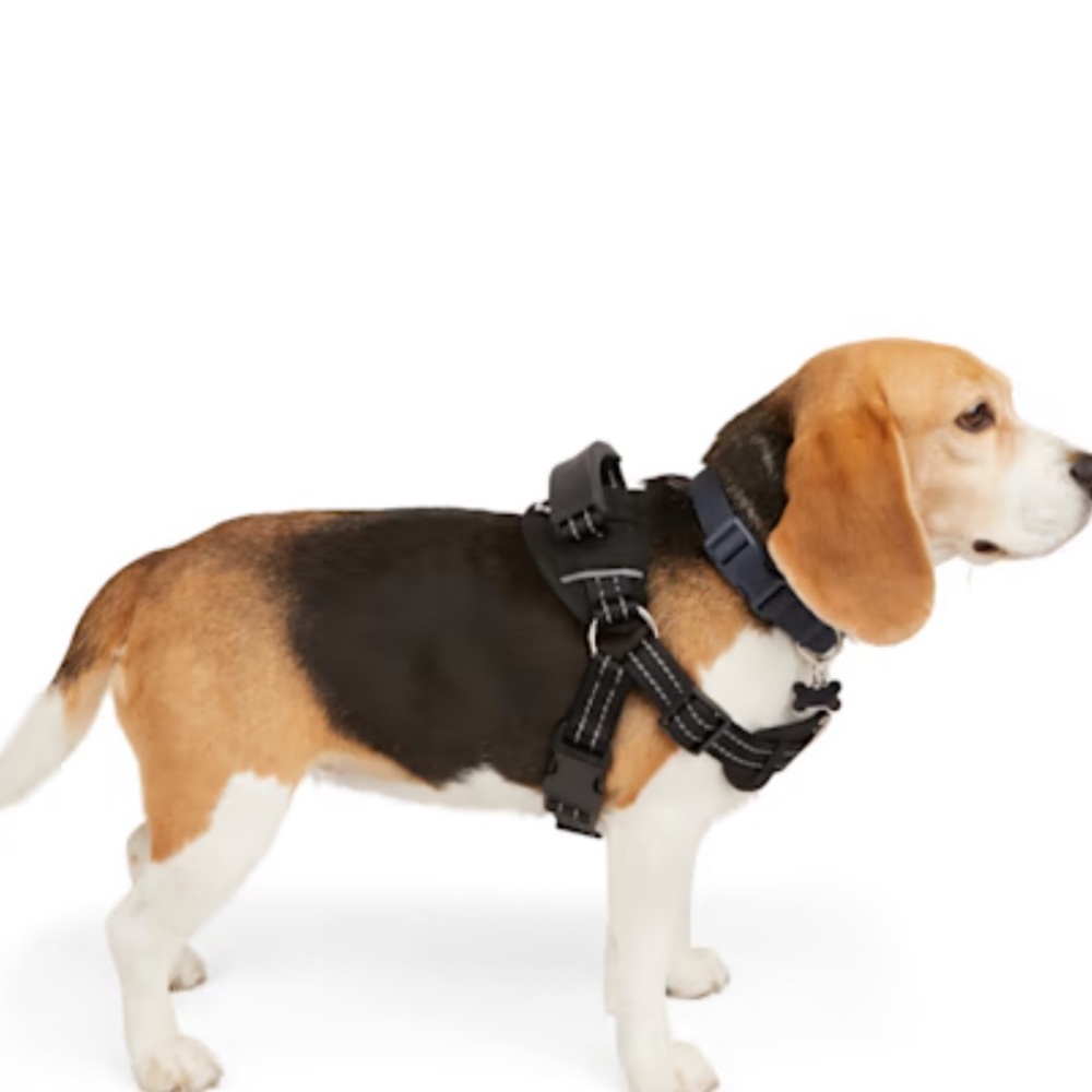 EveryYay Embrace the Pace Training Dog Harness Black